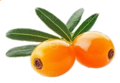 Two orange seabuckthorn berries with silver-green leaves